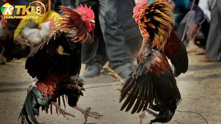 Đá Gà Cựa Sắt Tk88 Là Gì?