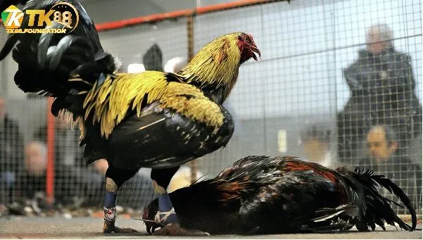 Điểm Nổi Bật Của Đá Gà Cựa Sắt Tk88