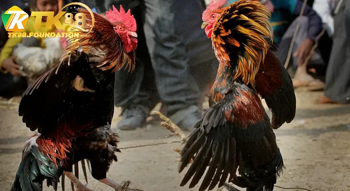 Đặc Trưng Của Đá Gà Hầu Kiềng Tk88