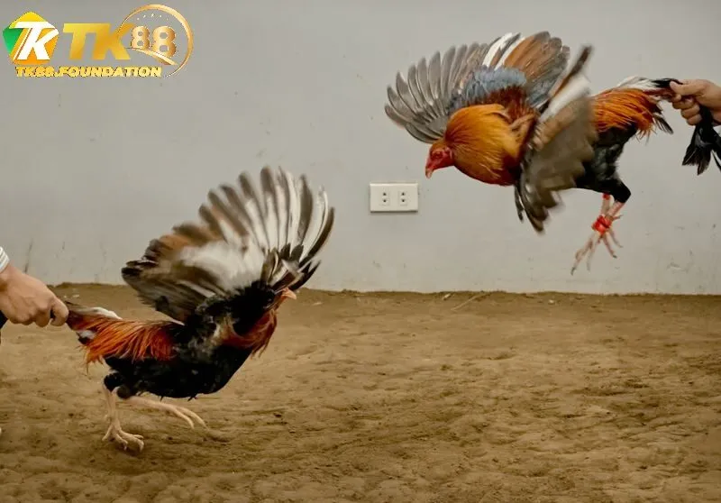 Các Hình Thức Cá Cược Phổ Biến